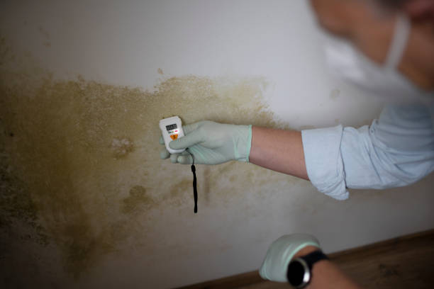 Best Mold Remediation  in New London, MN