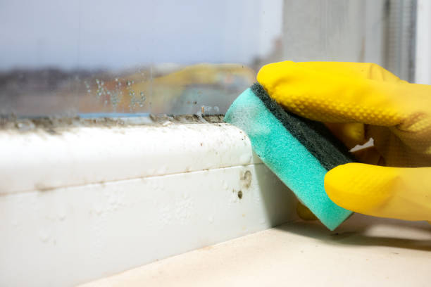 Best Best Mold Removal Companies  in New London, MN