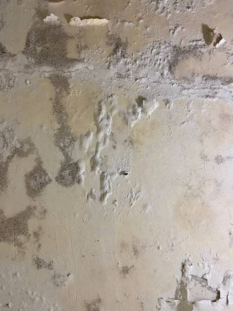 Best Office Mold Removal Services  in New London, MN