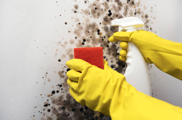 Best Mold Testing  in New London, MN