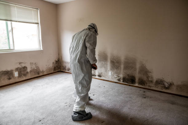 Attic Mold Removal in New London, MN