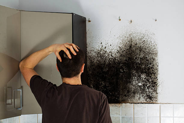 Best Certified Mold Removal  in New London, MN