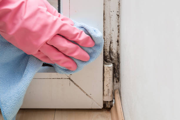 Best Black Mold Removal  in New London, MN