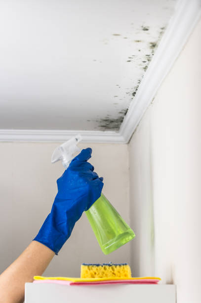 Best Best Mold Removal Companies  in New London, MN